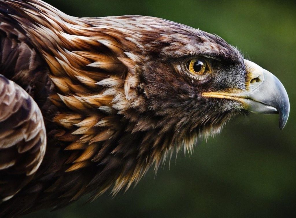 Chopard Alpine Eagle 系列全球首發 腕上評測 